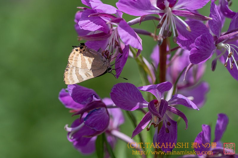 ../Images/7R240720 (717).jpg